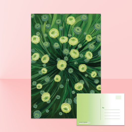 Santolina Verona Postcard